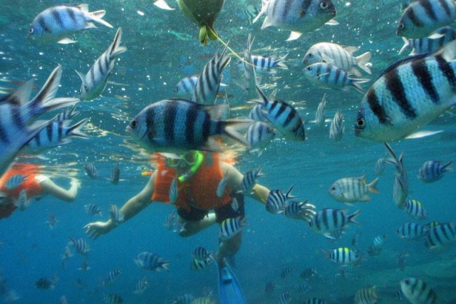 The aquatic world in Cancun 